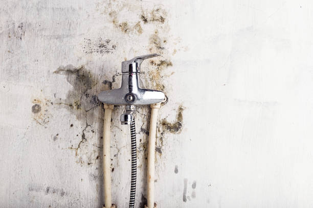 Best Mold Removal Near Me  in South Fulton, TN