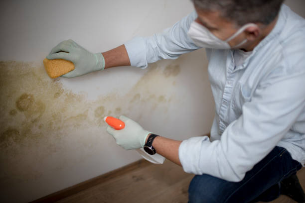 Office Mold Removal Services in South Fulton, TN