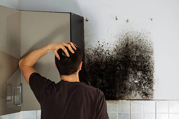 Best Mold Removal Specialists  in South Fulton, TN