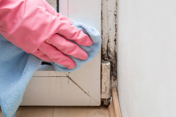 Best Mold Cleaning Services  in South Fulton, TN