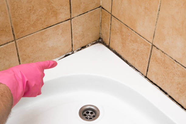 Best Attic Mold Removal  in South Fulton, TN
